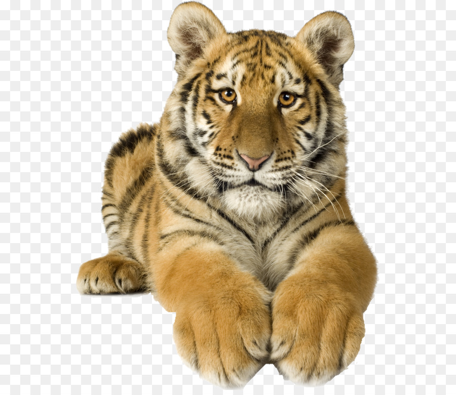 Tigre，Cachorro PNG