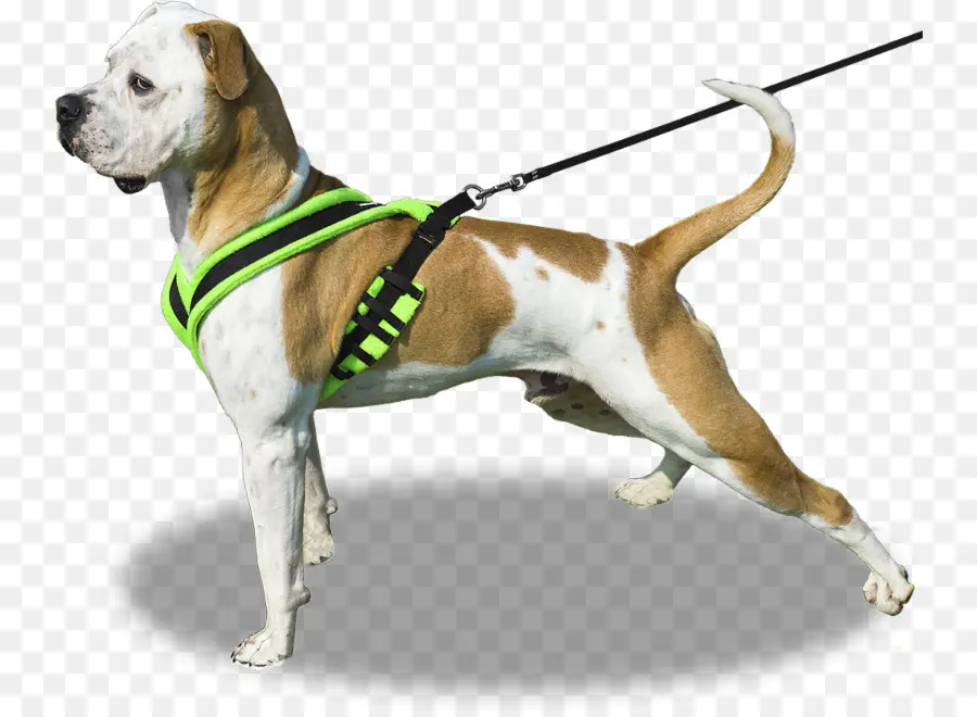 Perro Con Arnés，Mascota PNG