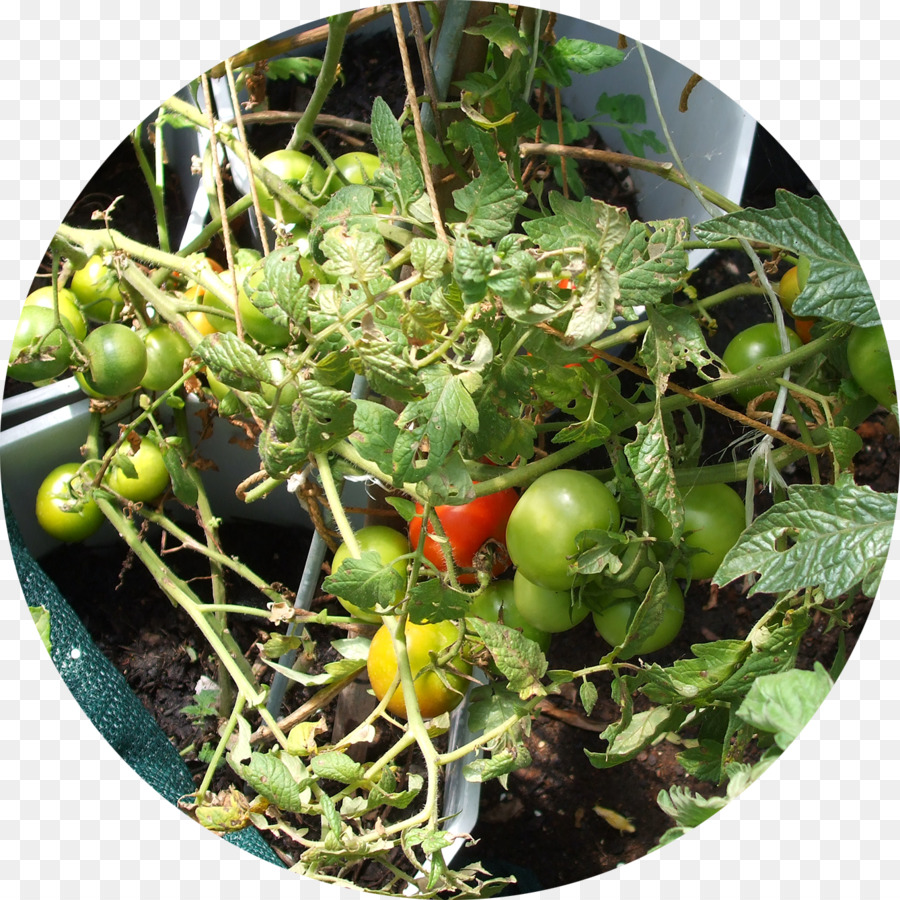 Tomate，Bush Tomate PNG