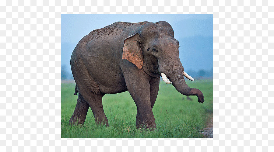 Elefante Indio，El Elefante Africano PNG