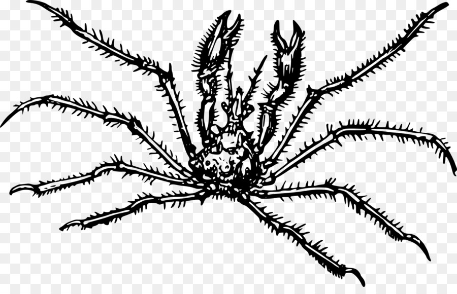 Cangrejo，Spider PNG