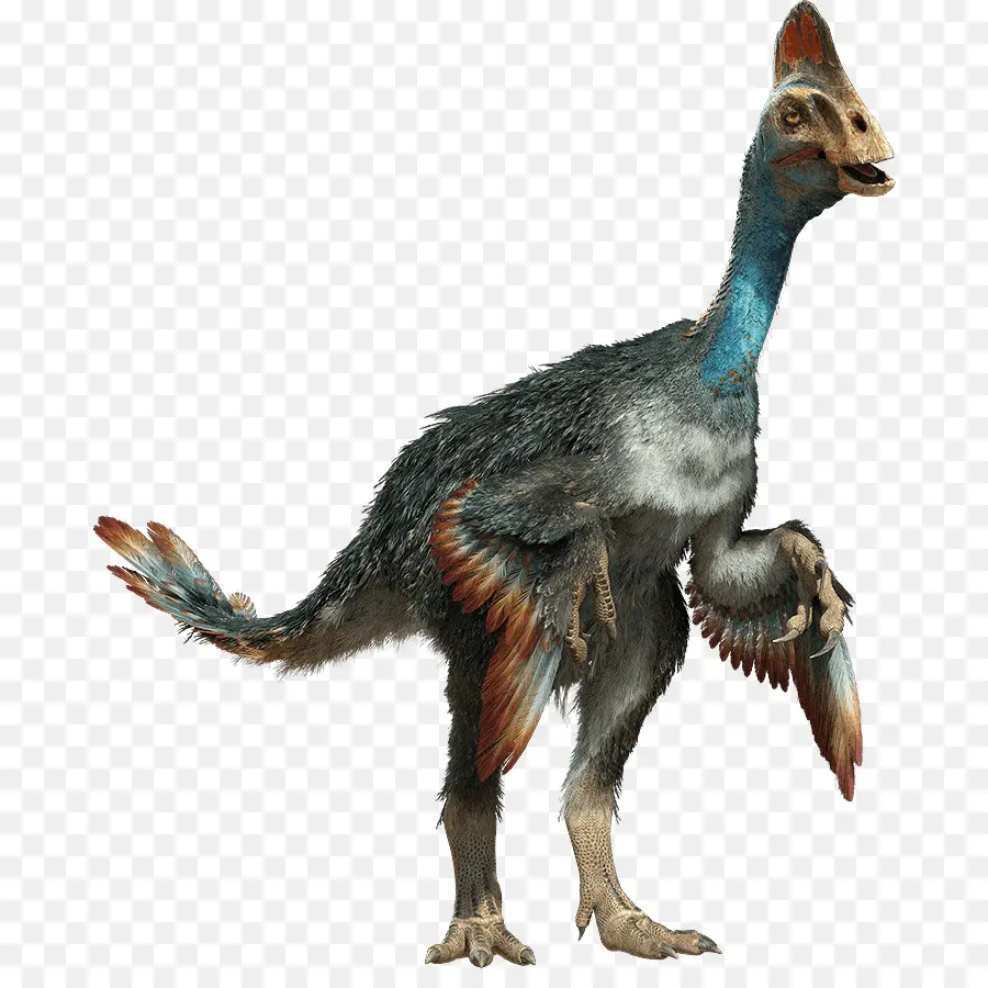 Velociraptor，Chirostenotes PNG