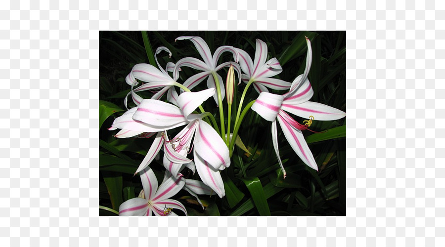 Crinum，Lilium PNG