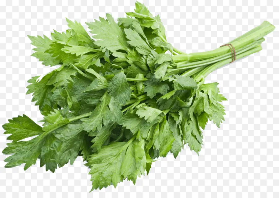 Cilantro，Verde PNG