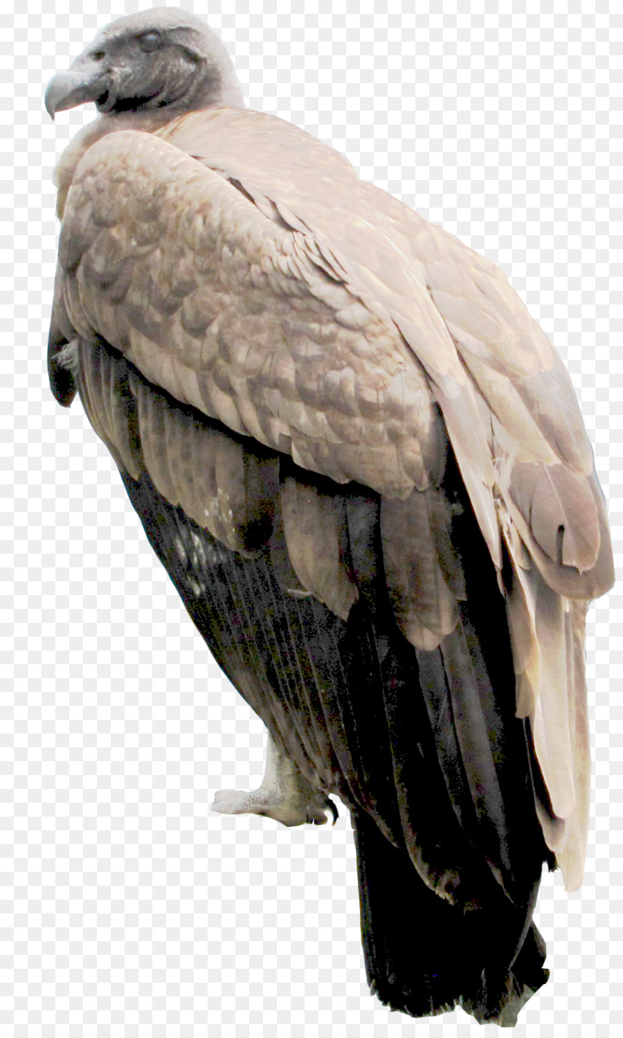 águila Calva，Buzzard PNG