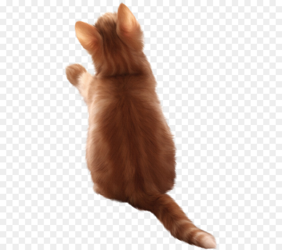 Gato，Gatito PNG