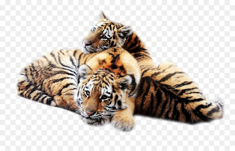 Tigre Siberiano，Fondo De Escritorio PNG