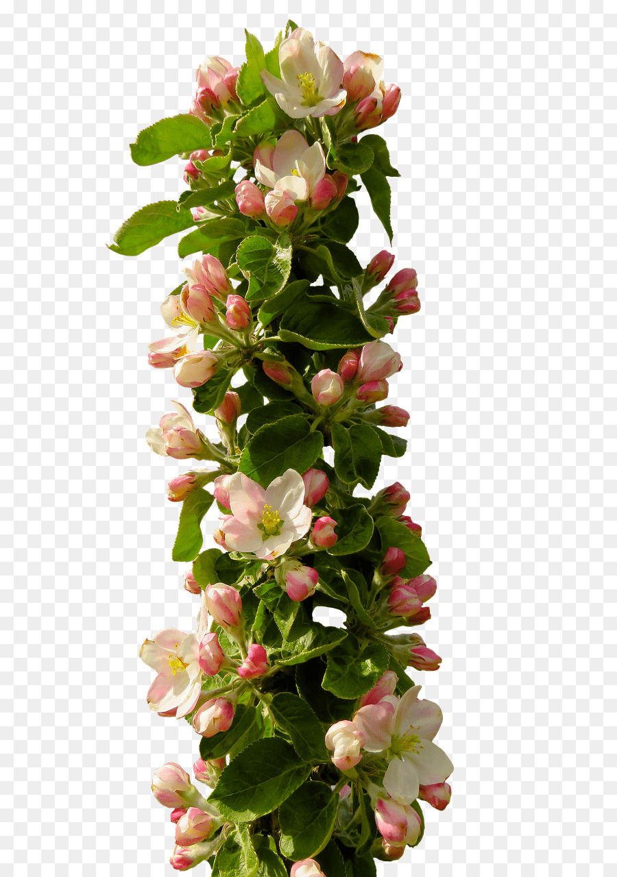 Diseño Floral，Flor PNG