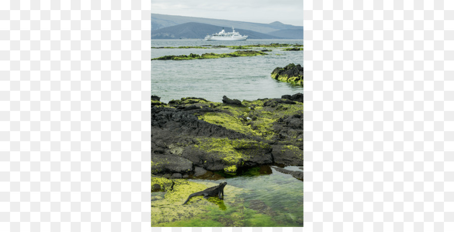 Islas Galápagos，Iguana Marina PNG