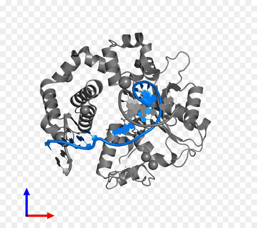 Estructura De La Proteína，Molécula PNG