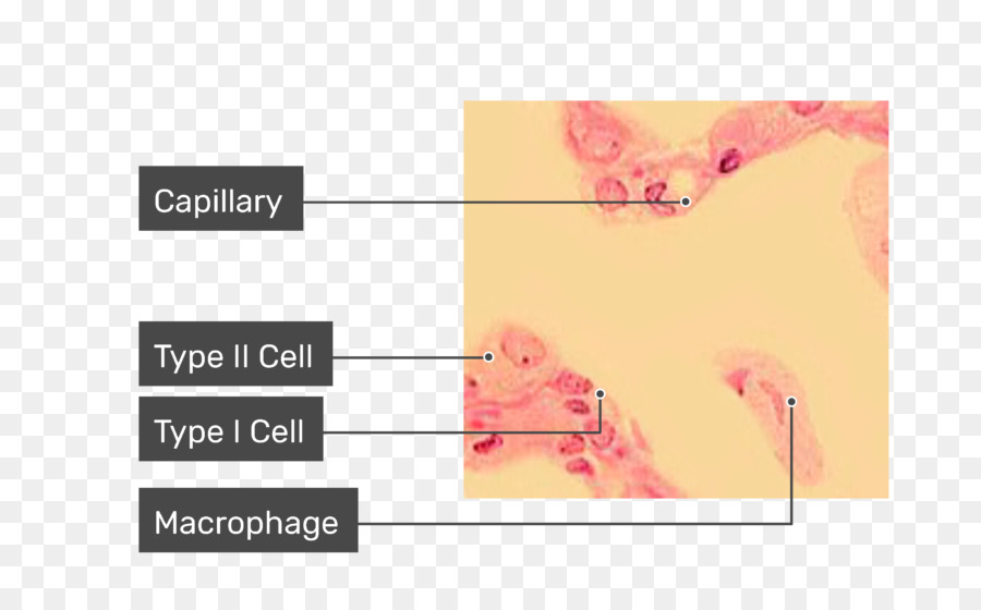 Los Macrófagos，Pulmonar Alvéolos PNG