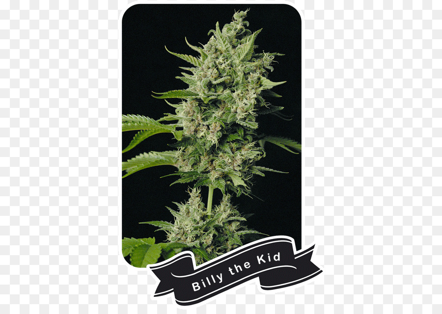 Orange Bud，El Cannabis PNG