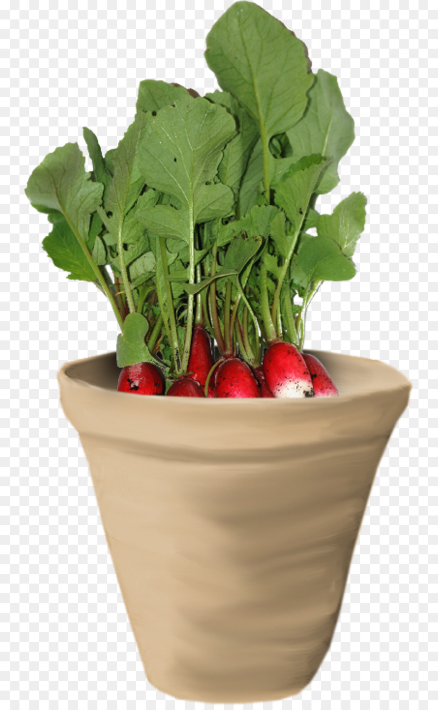 De Verduras De Primavera，La Acelga PNG