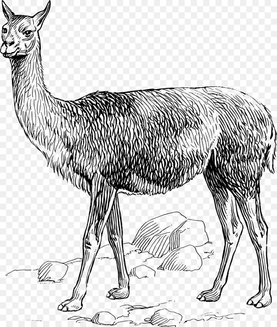 Llama，Alpaca PNG