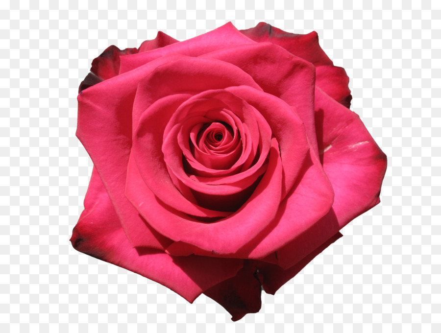 Rosa Roja，Florecer PNG