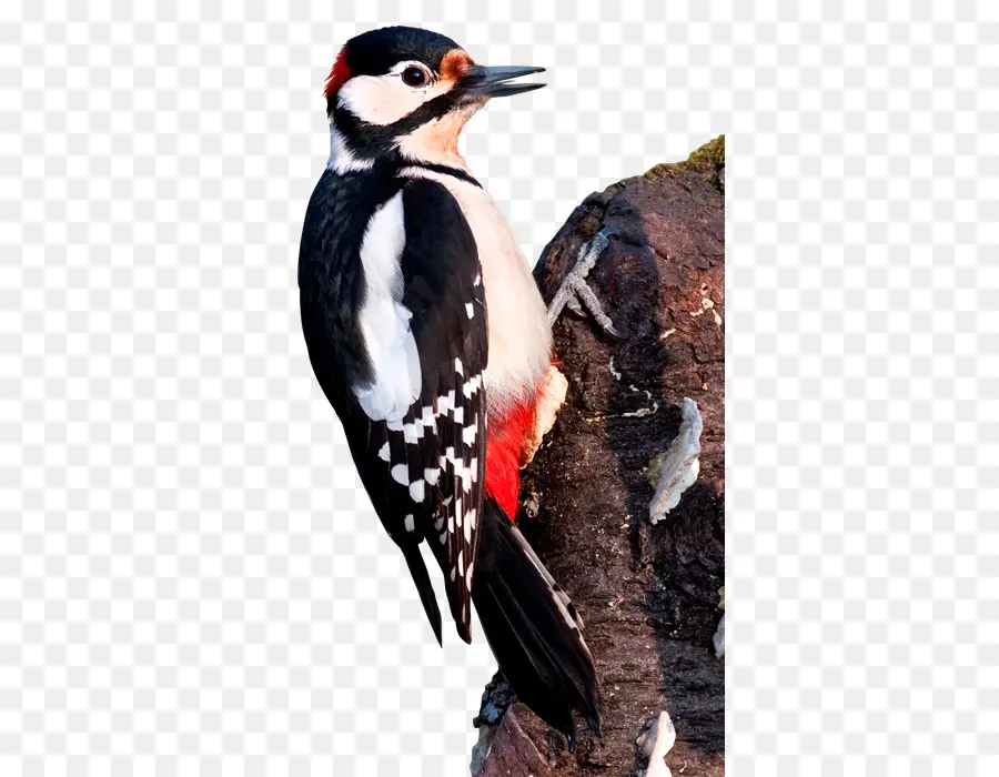 Pájaro Carpintero，árbol PNG