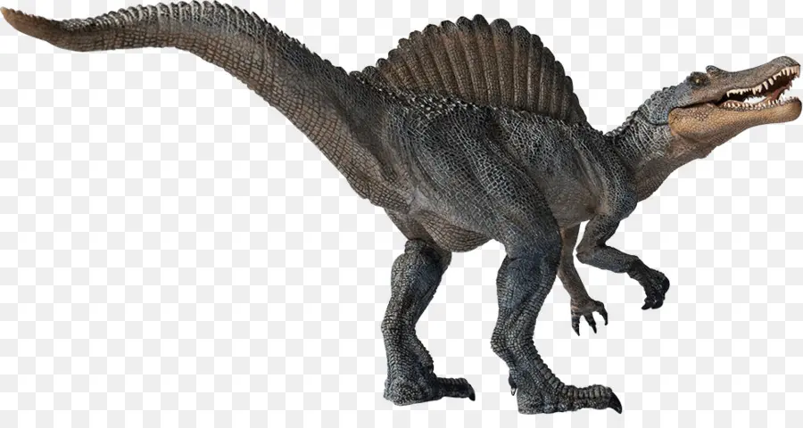 Spinosaurus，Velociraptor PNG