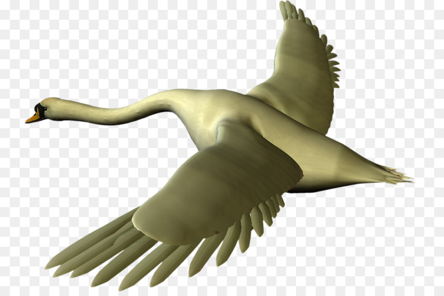 Pato，Ganso PNG