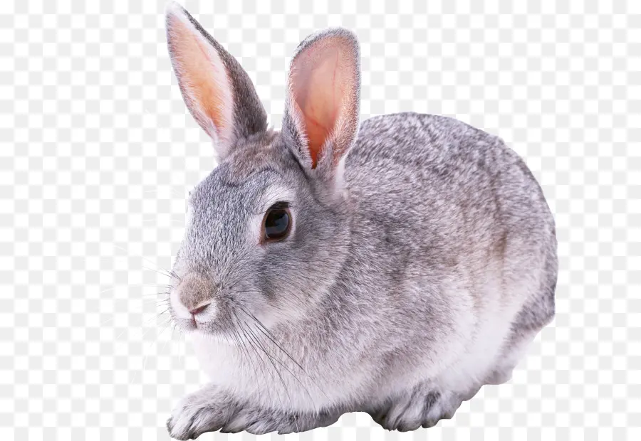 Conejo，Conejito PNG