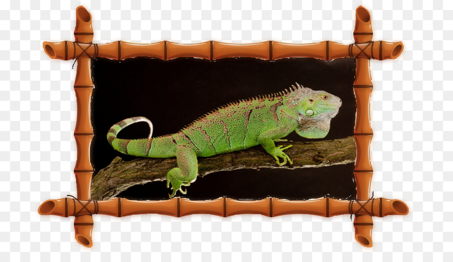 Común Iguanas，Ping Pong PNG