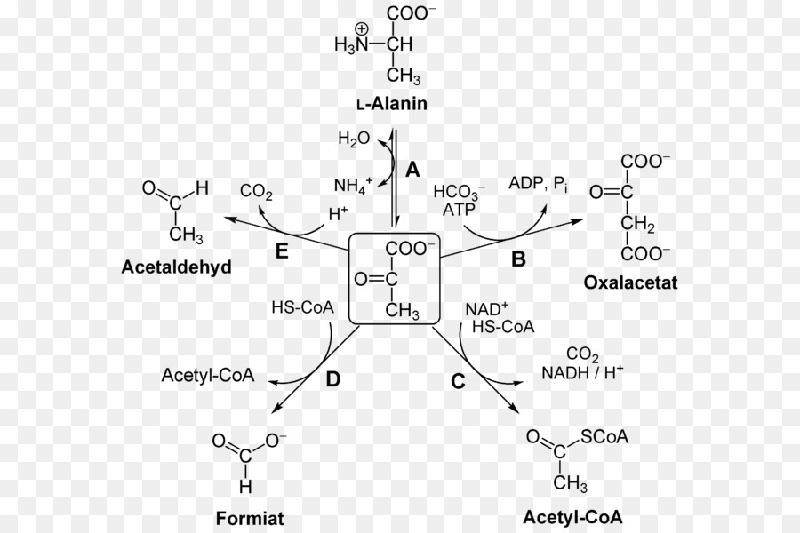 Diagrama Químico，Química PNG