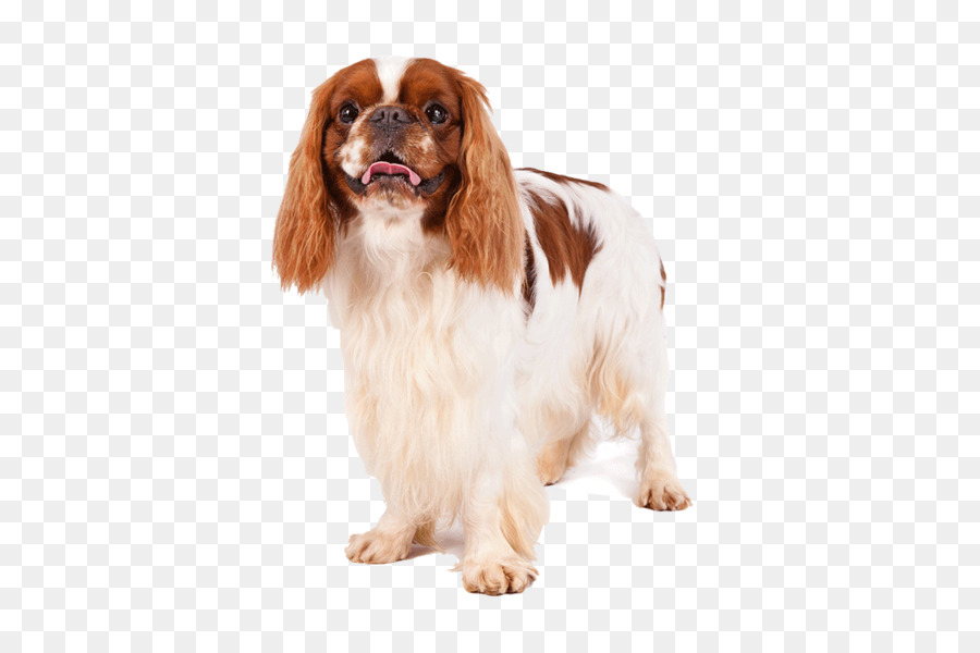 Perro Salchicha，Mascota PNG