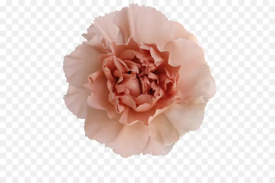 Rosa De Repollo，Clavel PNG