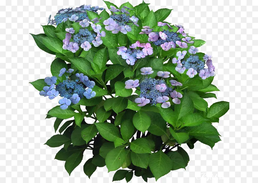 Hortensia，Flor PNG