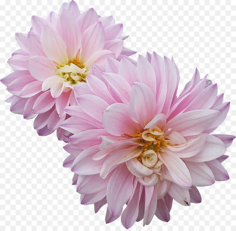 Dalia，Flor PNG