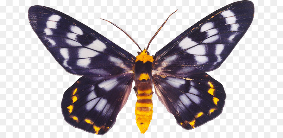 La Mariposa Monarca，La Polilla PNG