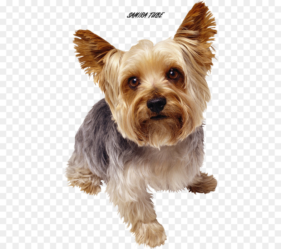 Cuidado De Mascotas，Yorkshire Terrier PNG