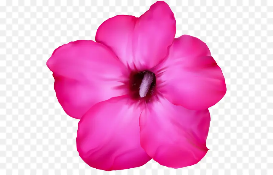 Flor Rosa，Florecer PNG