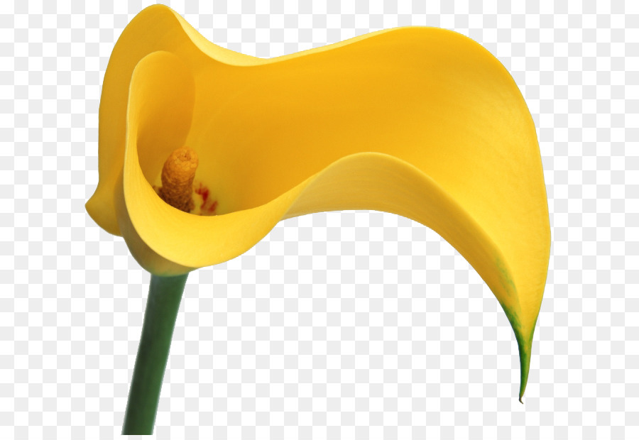 Flor，Pantano PNG