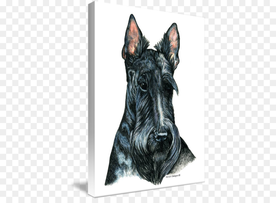 Schnauzer Miniatura，Scottish Terrier PNG