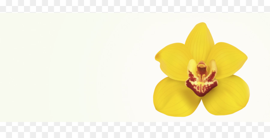 La Polilla De Las Orquídeas，Fondo De Escritorio PNG