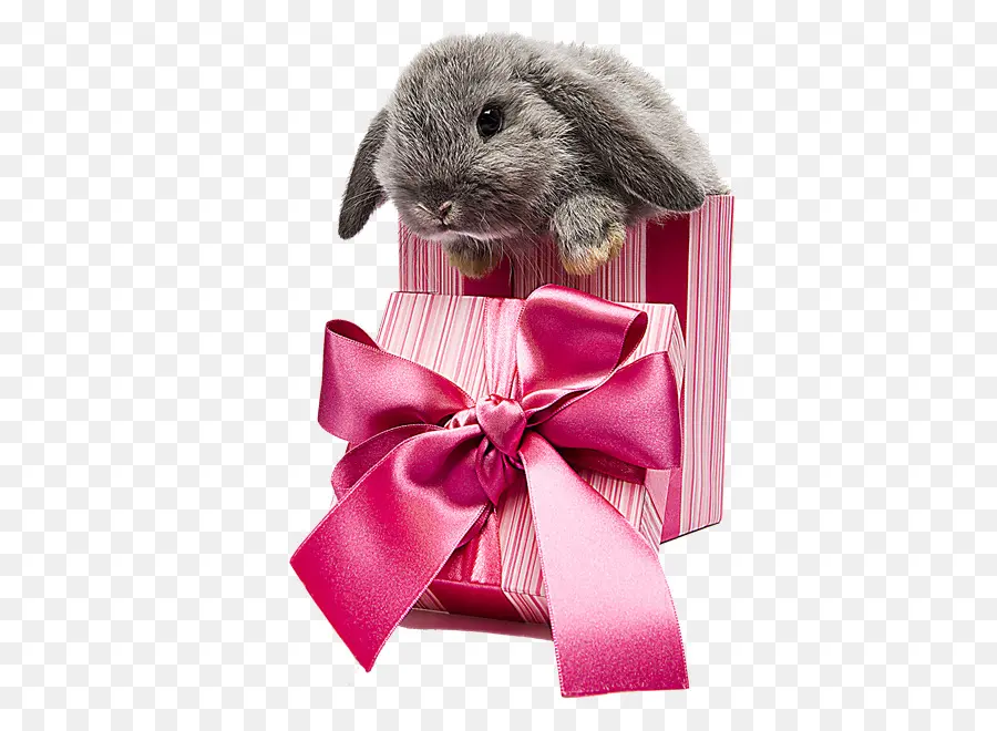 Conejito De Pascua，Conejo PNG