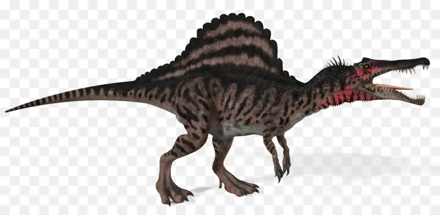 Spinosaurus，Tyrannosaurus PNG