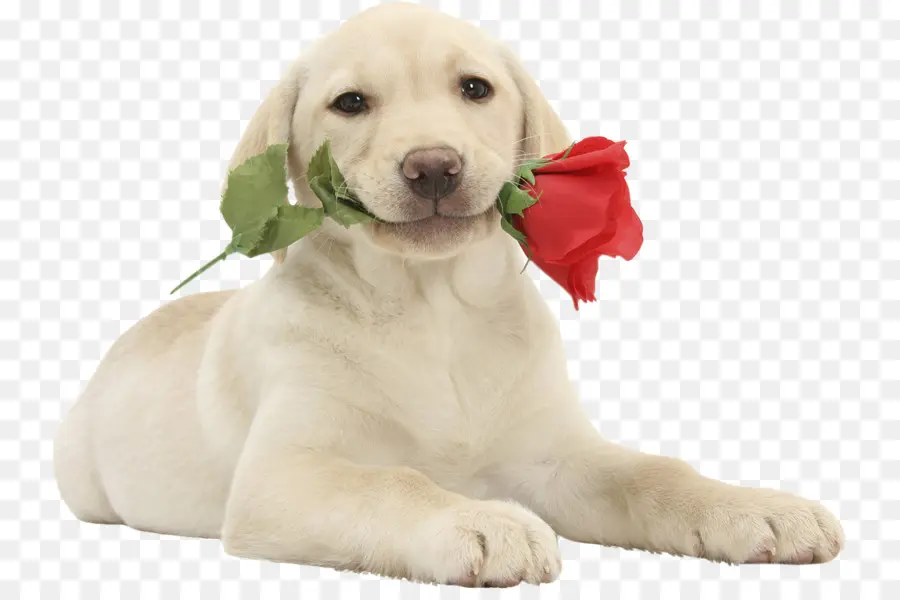 Cachorro Con Rosa，Perro PNG