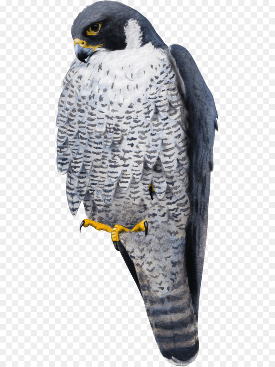 Falcon，La Muerte Cae Del Cielo PNG