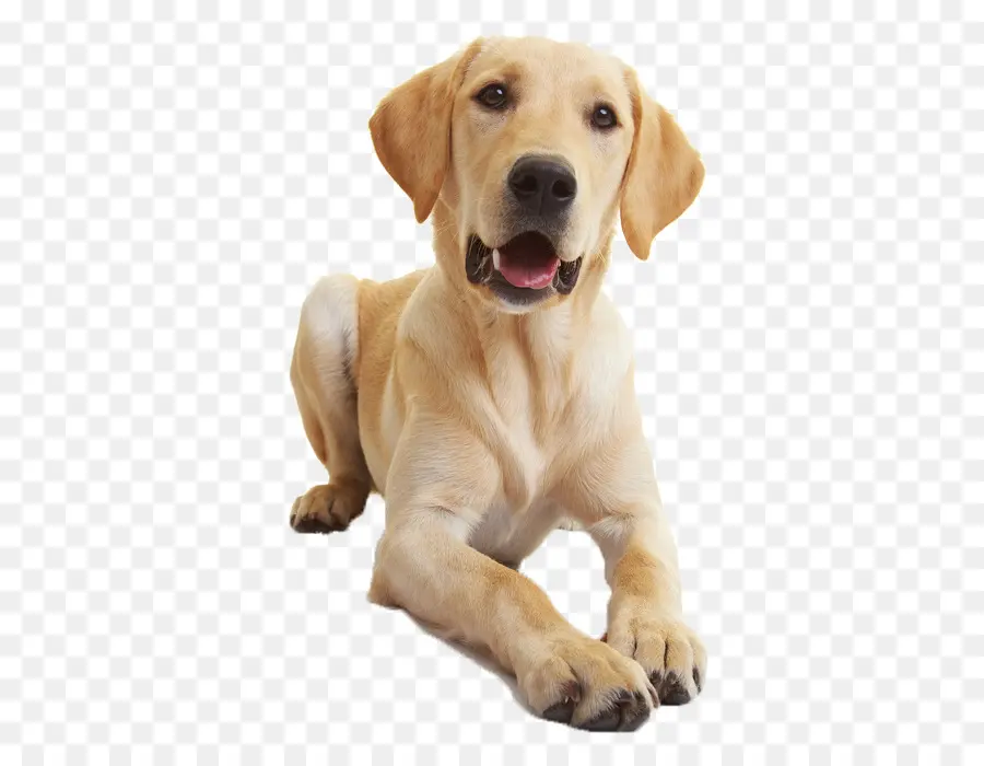 Perro Perdiguero De Oro，Mascota PNG