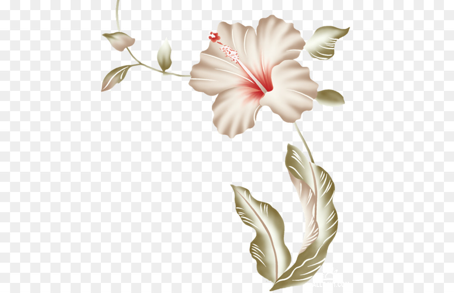 Hibiscus，Flor PNG