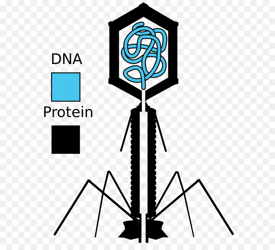 Hersheychase Experimento，Bacteriófago PNG