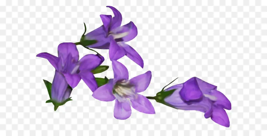 Violeta，Flor PNG