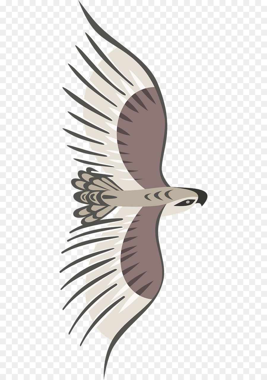 Pájaro，Vuelo PNG