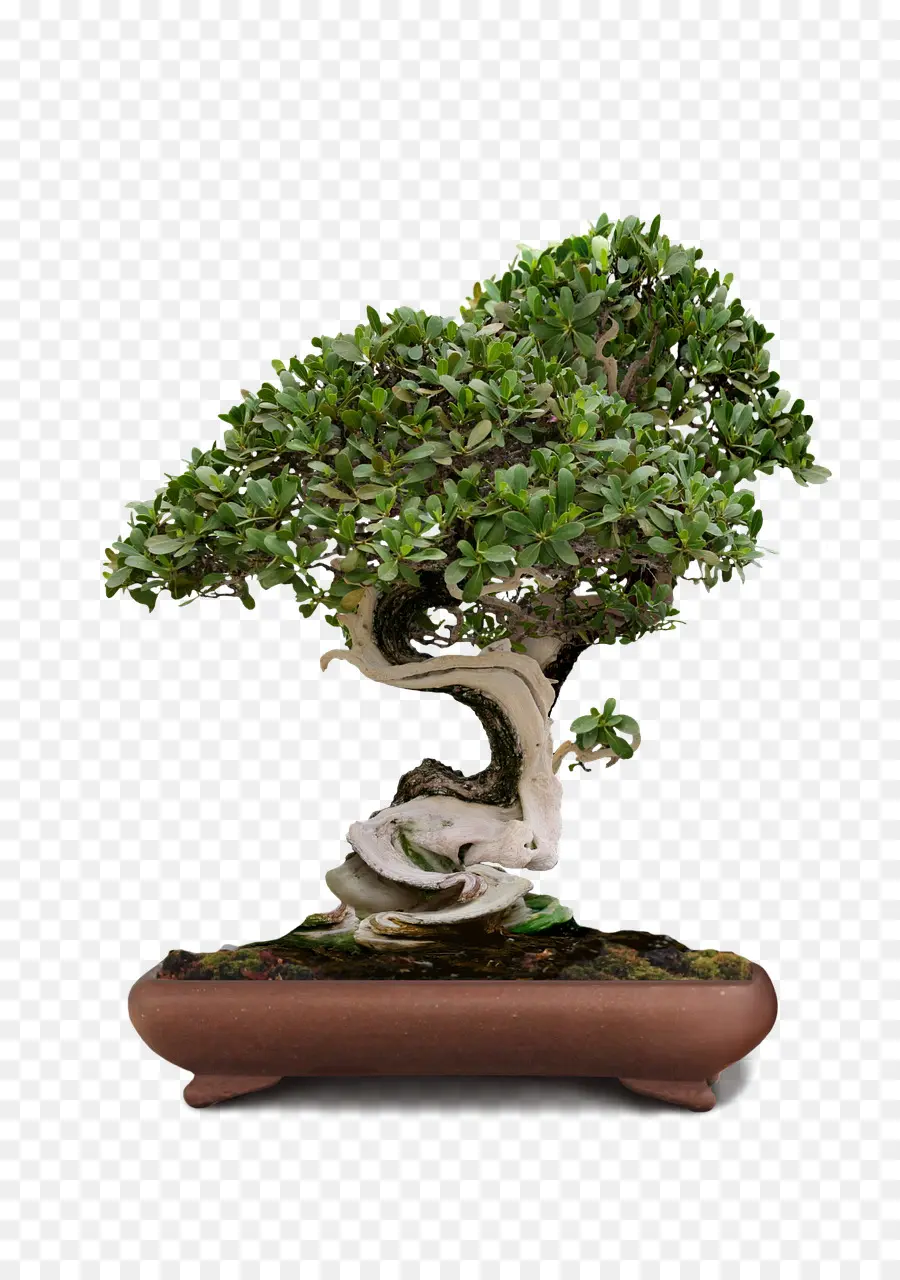 Bonsai，Serissa PNG