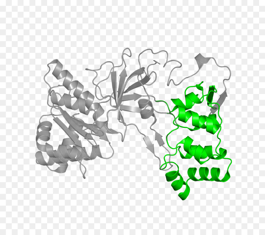 Proteína，Molécula PNG