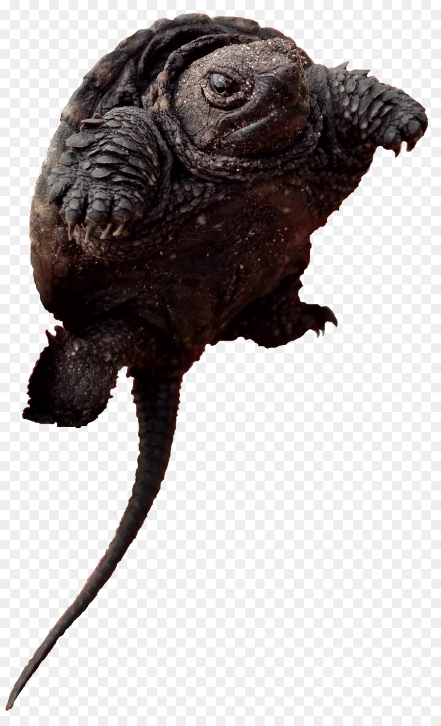 Común De Ajuste De La Tortuga，Tortuga PNG