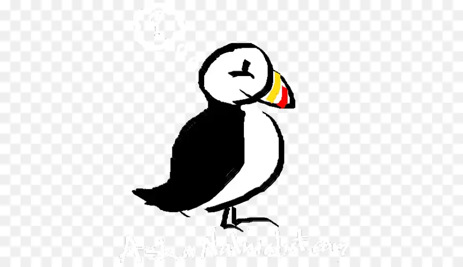 Puffin，Pájaro PNG