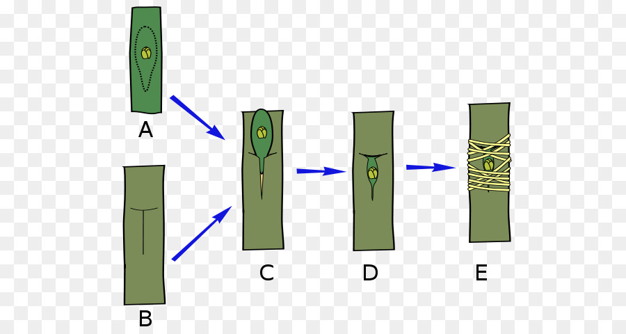 Карликовый подвой，Pera PNG