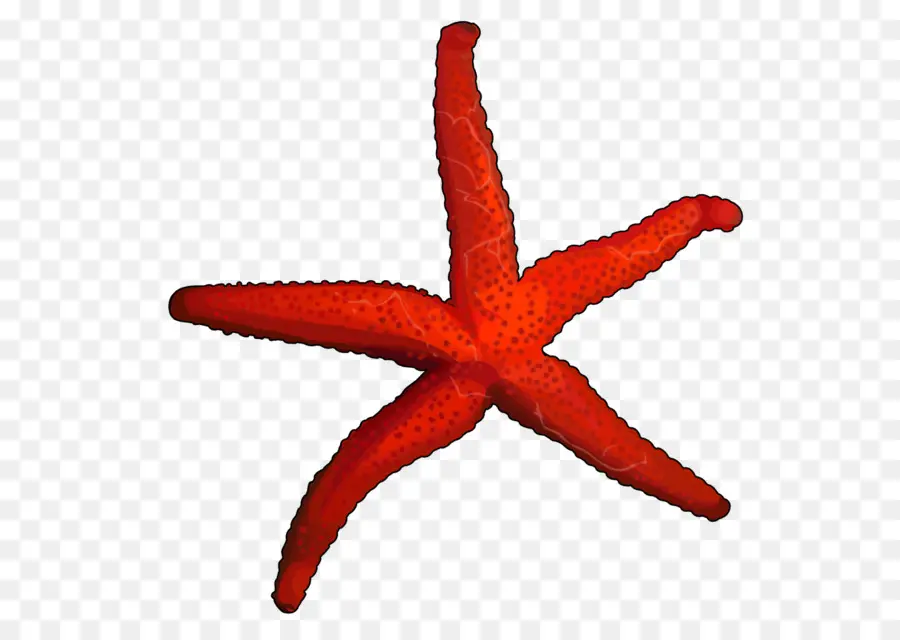 Starfish，Las Medusas PNG